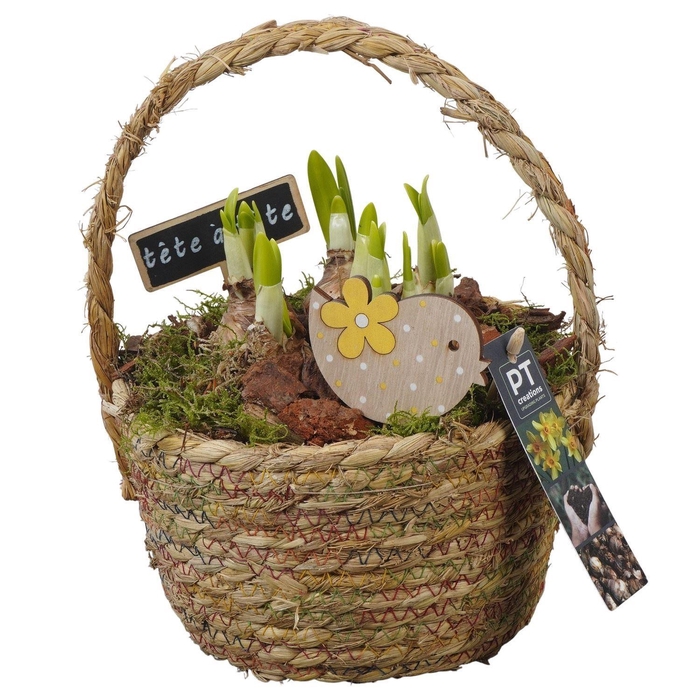 <h4>Arr. Narcissus Tete Tete L%</h4>