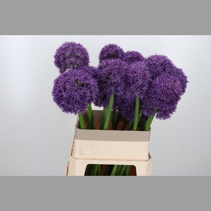 Allium Globemaster
