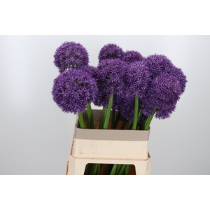 Allium Globemaster