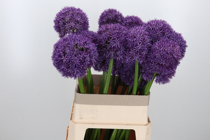 <h4>Allium Globemaster</h4>
