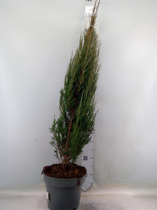 <h4>Juniperus scopulorum 'Blue Arrow'</h4>