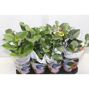 HIBISQS DOBRADO P15 VARIADO