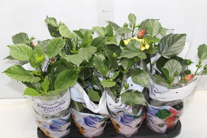 <h4>HIBISQS DOBRADO P15 VARIADO</h4>