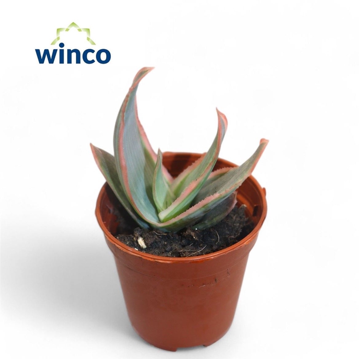 <h4>Aloe Ov</h4>
