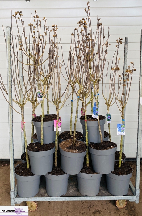 <h4>HIBIS SYRIACUS</h4>