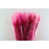 Dried Cortaderia Dadang Soft Pink 180cm P Stem