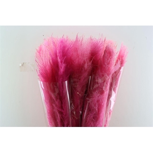 Dried Cortaderia Dadang Soft Pink 180cm P Stem