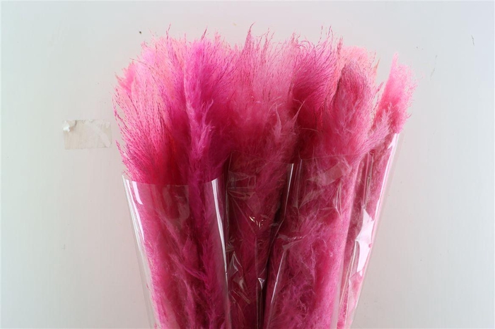 Dried Cortaderia Dadang Soft Pink 180cm P Stem