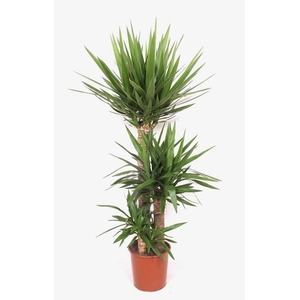 Yucca elephantipes 90-60-30 XL