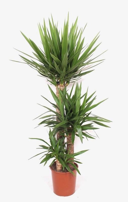 <h4>Yucca elephantipes 90-60-30 XL</h4>