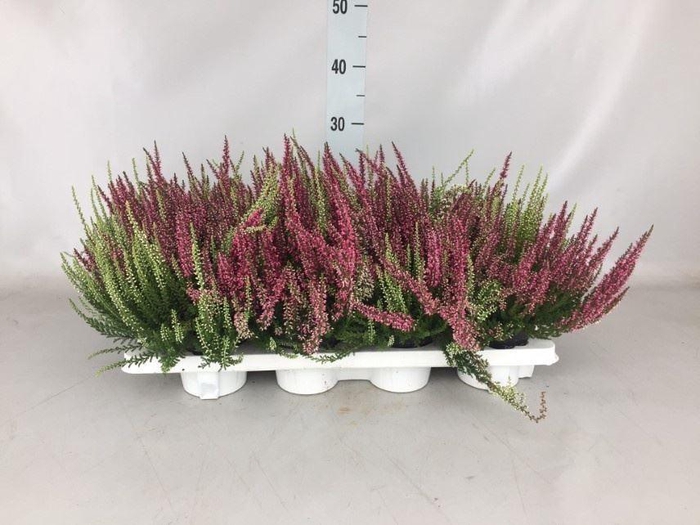 Calluna vulg. 'Garden G Twin'