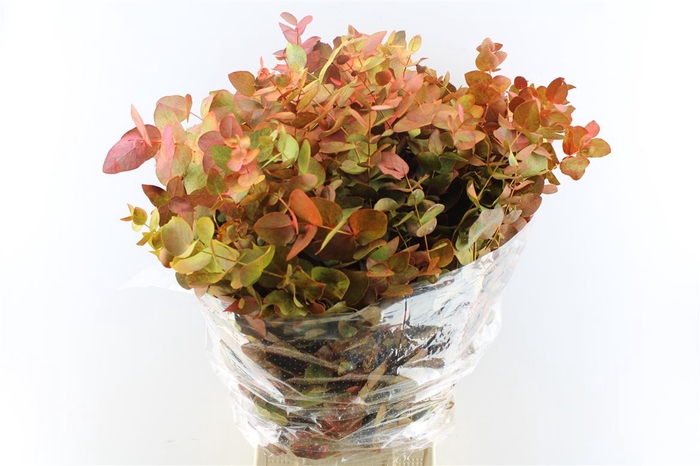 <h4>Euca Cinerea Deluxe 300 Gram</h4>