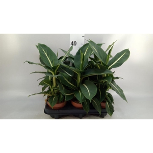 Dieffenbachia  'Memoria Corsii'