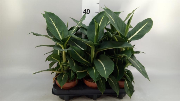 <h4>Dieffenbachia 'Memoria Corsii'</h4>