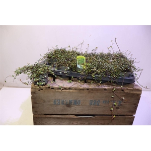 arr8 Muehlenbeck Co Maori