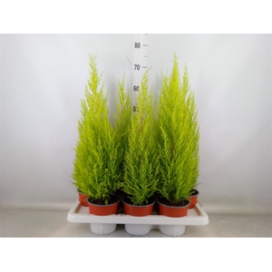 Cupressus macro. 'Goldcrest Wilma'