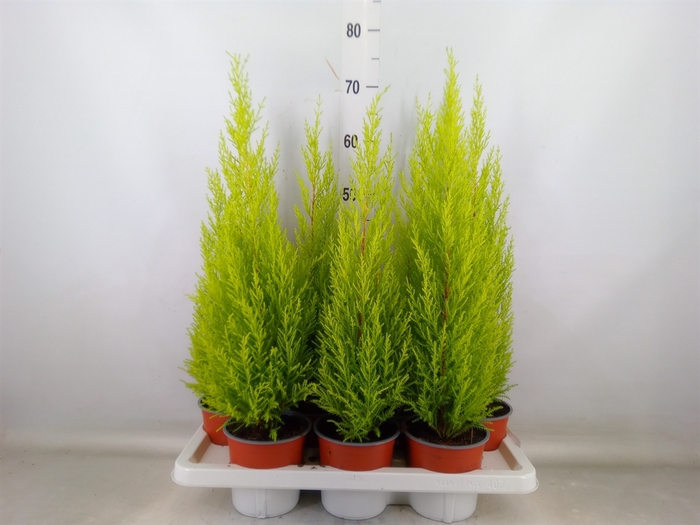 <h4>Cupressus macro. 'Goldcrest Wilma'</h4>