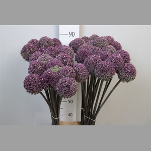 Allium Summer Drumme