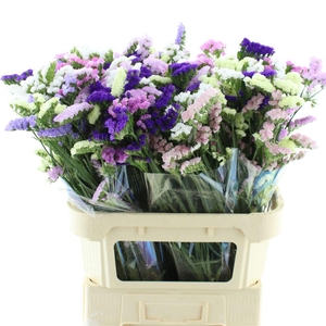 Limonium St Mix In Bunch X50