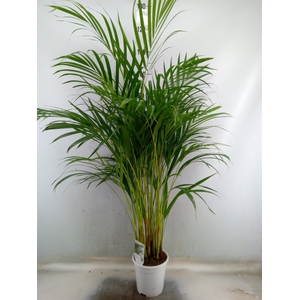Dypsis lutescens   ...Chrysalidoca