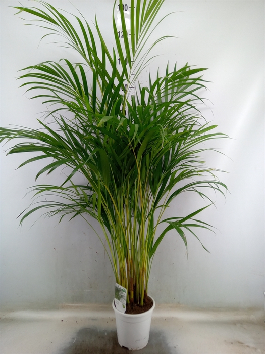 <h4>Dypsis lutescens   ...Chrysalidoca</h4>
