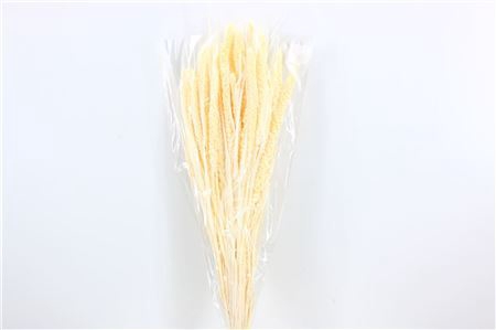 <h4>DRIED SETARIA BLEACHED BUNCH</h4>