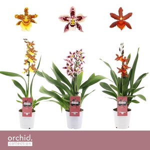 Cambria, Mix 1-spike 'Orchid Collection'