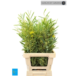 Acacia Bl Retino Per Bos