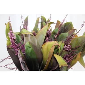FLOR DE DRACENA FLOR DE DRACENA VINHO