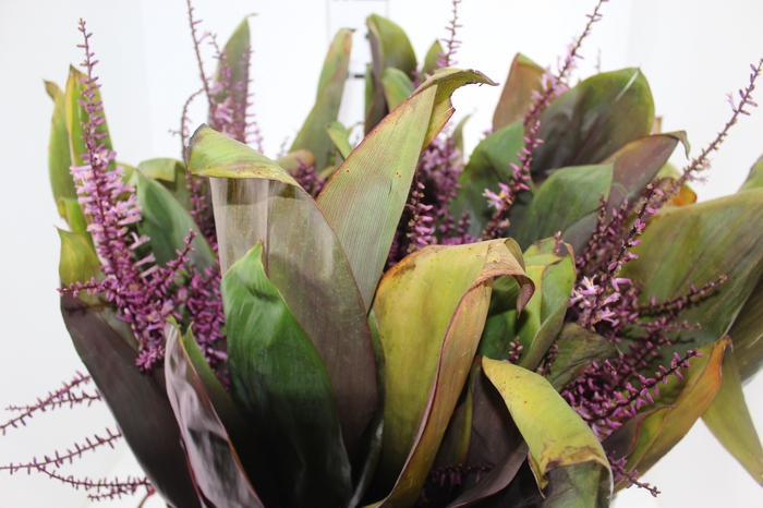<h4>FLOR DE DRACENA FLOR DE DRACENA VINHO</h4>