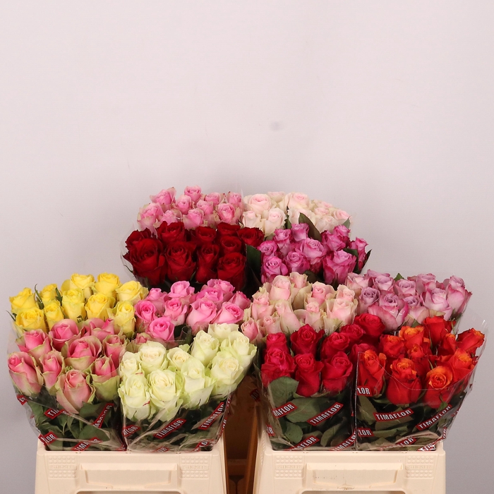 <h4>R GR GEM IN FUST</h4>