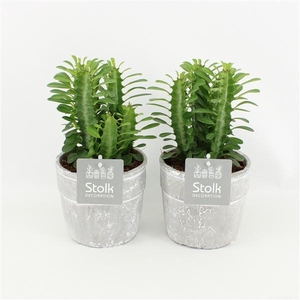 Euphorbia Trigona Groen in Stone Look Pot
