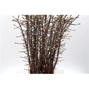 Vibur Bodn Charles Lamont P Stem