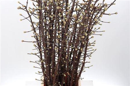 <h4>Vibur Bodn Charles Lamont P Stem</h4>