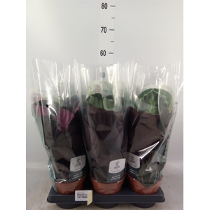 Calathea roseopicta   ...mix