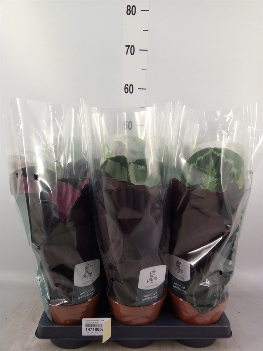 <h4>Calathea roseopicta   ...mix</h4>