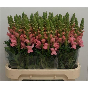 Antirrhinum Poto Pink