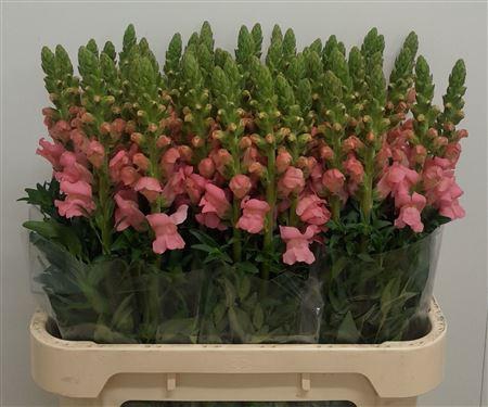 <h4>Antirrhinum Poto Pink</h4>