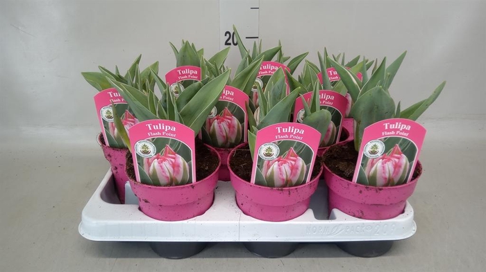 <h4>Tulipa   ...</h4>