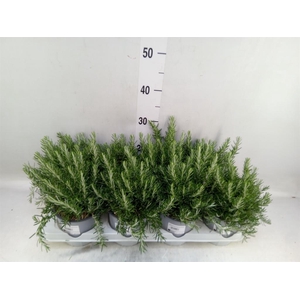 Rosmarinus offi. 'Prostratus'