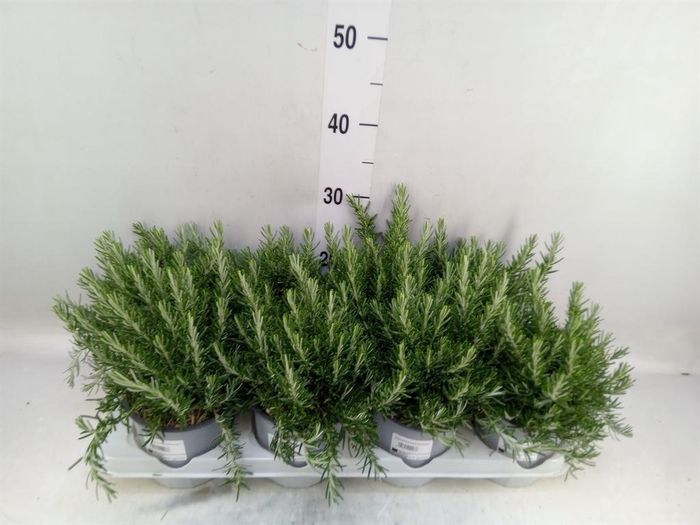 <h4>Rosmarinus offi. 'Prostratus'</h4>