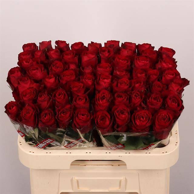 <h4>R GR MADAM RED</h4>