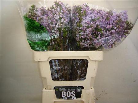 <h4>Syr Dark Koster Bs</h4>