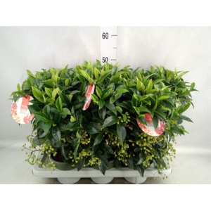 Ardisia crenata 'Bos Premium White'