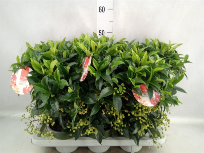 Ardisia crenata 'Bos Premium White'