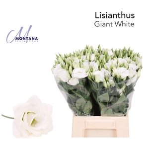 LIS G ARENA GIANT WHITE