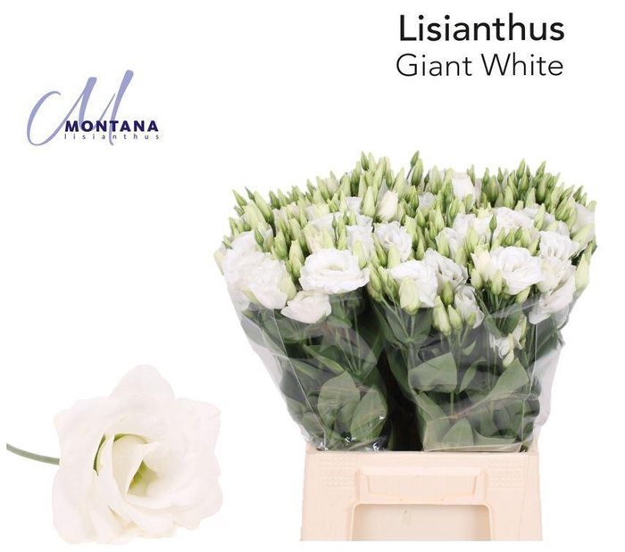 <h4>LIS G ARENA GIANT WHITE</h4>