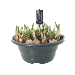 Bol op pot Bollenmix P23