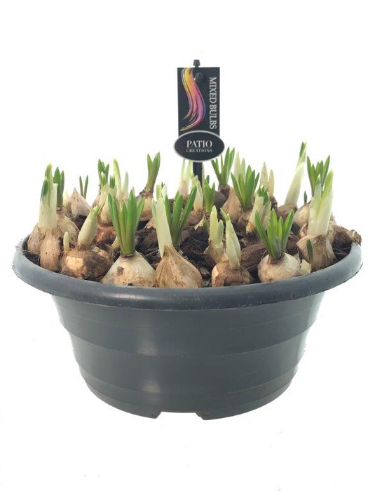 <h4>Bol op pot Bollenmix P23</h4>