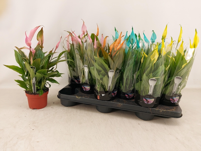 <h4>SPATH CHOPIN</h4>